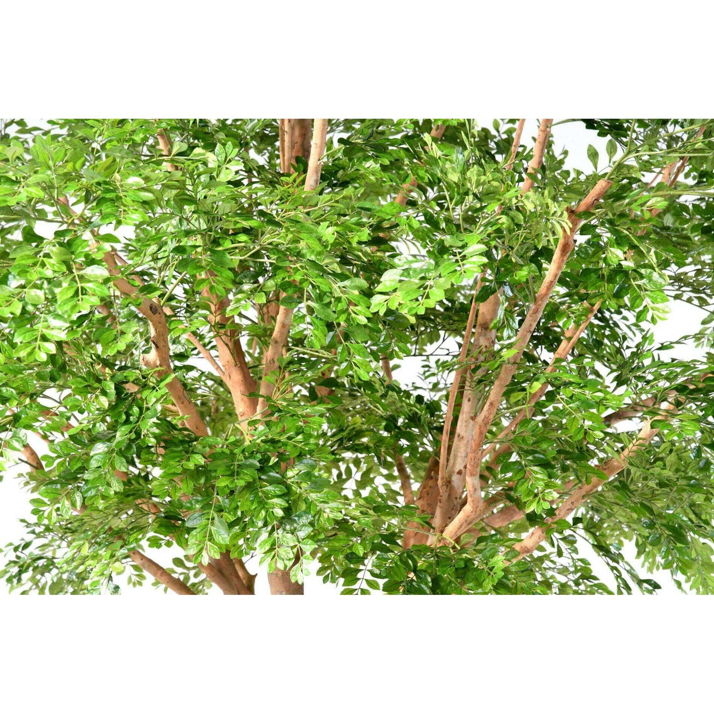 Bucida Arbre artificiel forestier - plante décoration d'intérieur - H.450cm vert