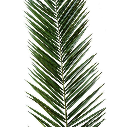 Feuille artificielle de Palmier Phoenix Canariensis Palme H.225 cm