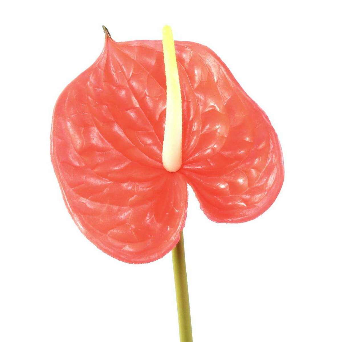 Fleur artificielle Anthurium - décoration florale - H.58cm rouge