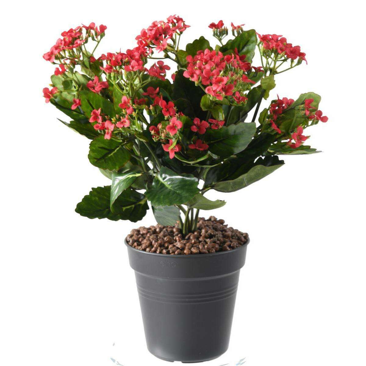 Fleurs artificielles Kalanchoe - plante en piquet - H.25cm rouge i2