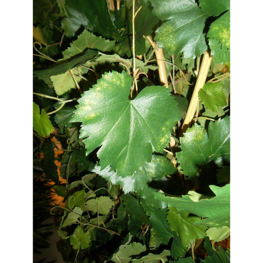 Haie artificielle Vigne - structure Cannes de Bambous - H.180cm