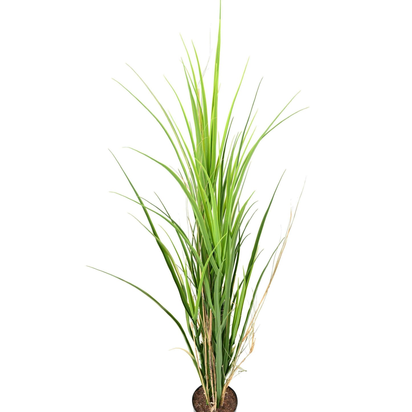 Herbe artificielle large UV résistant - intérieur extérieur - H.115cm - V