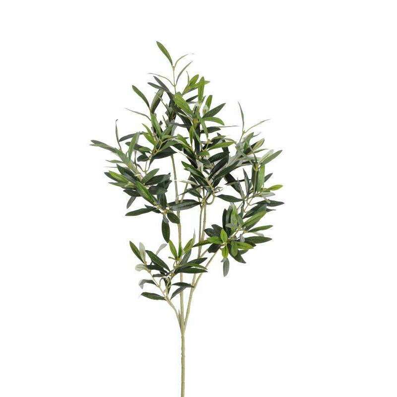 Olivier branche sans fruits 90cm K2