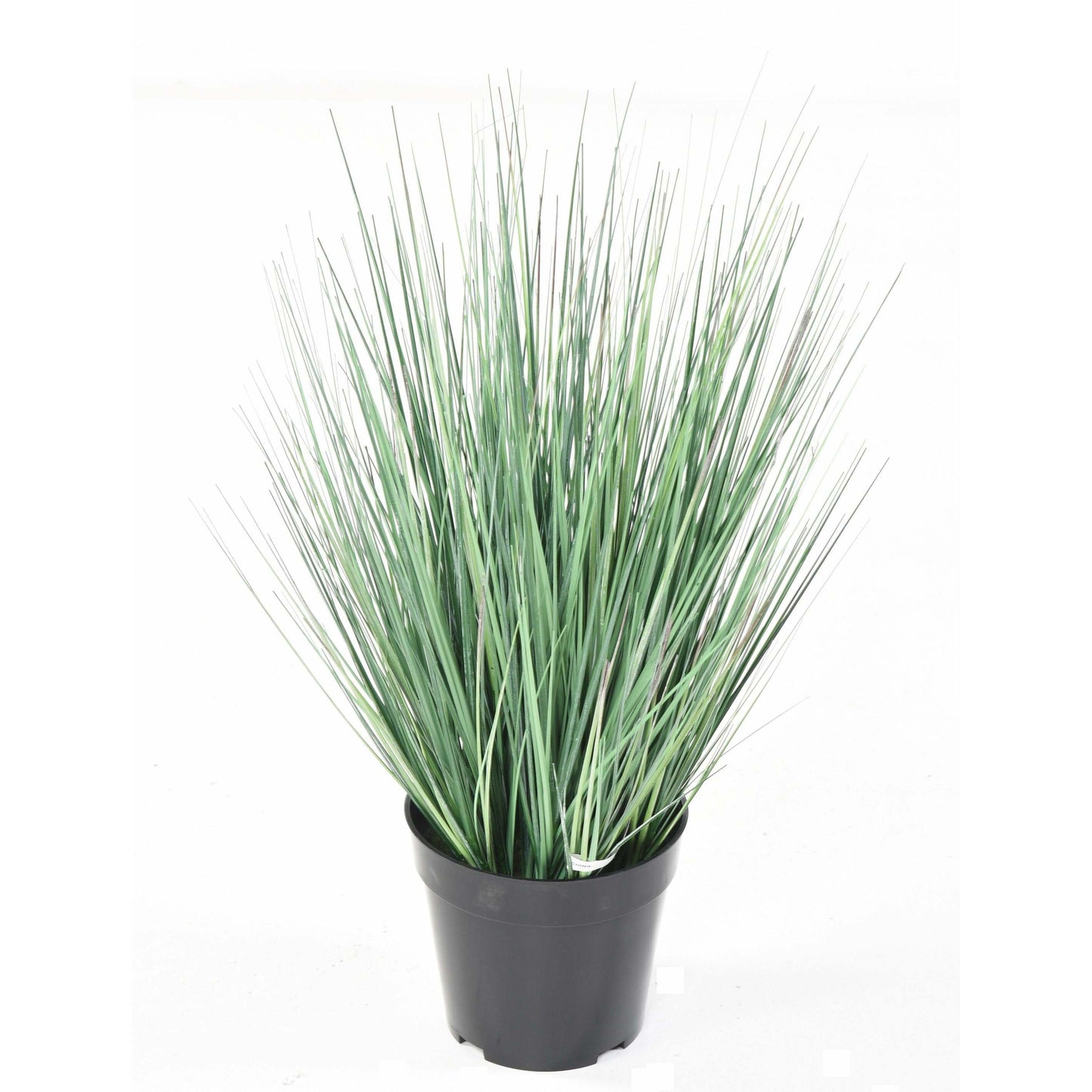 Plante artificielle Herbe Onion grass New en pot - intérieur - H.55cm vert/blanc