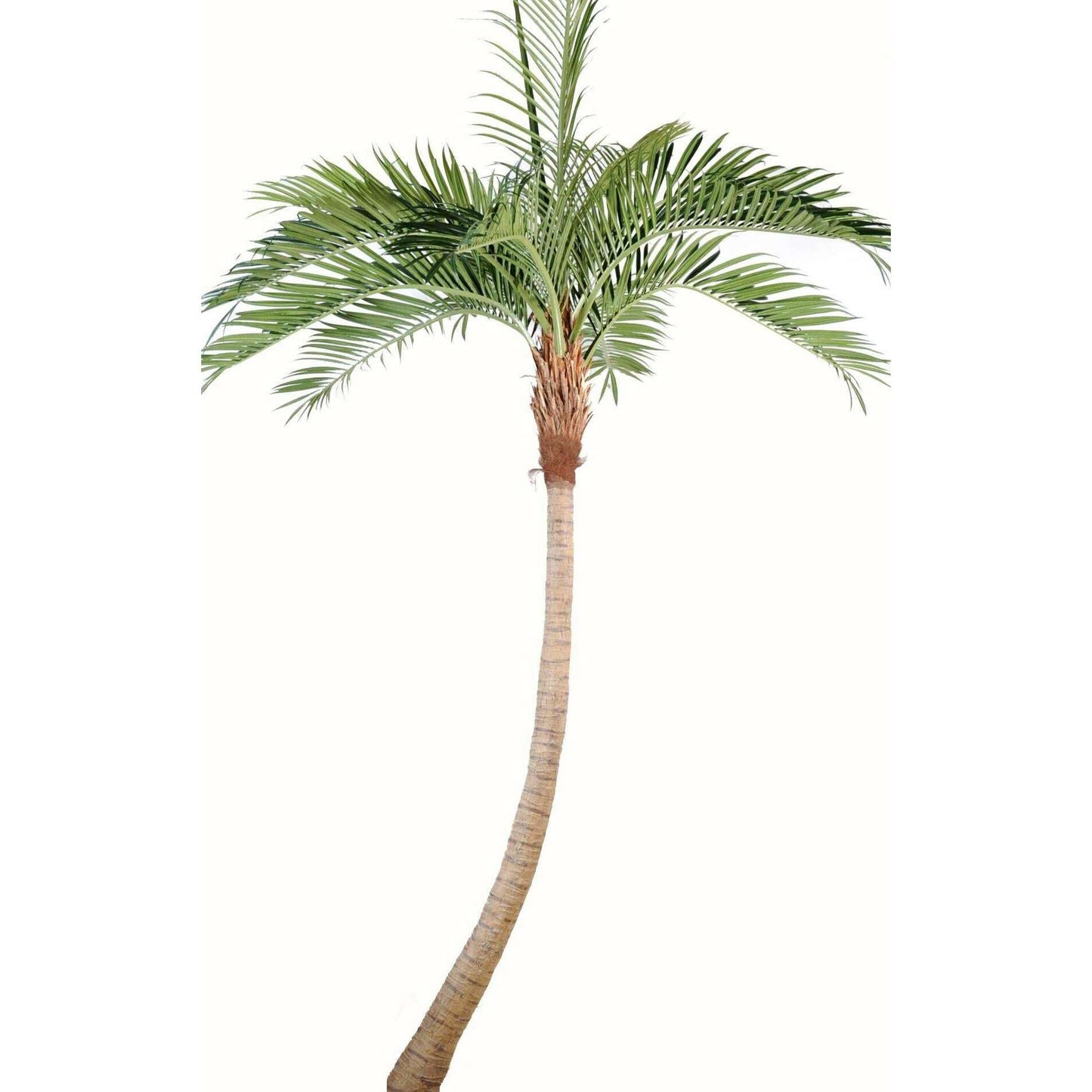 Palmier coconut courbe new - plante artificielle d'intérieur - H.400cm