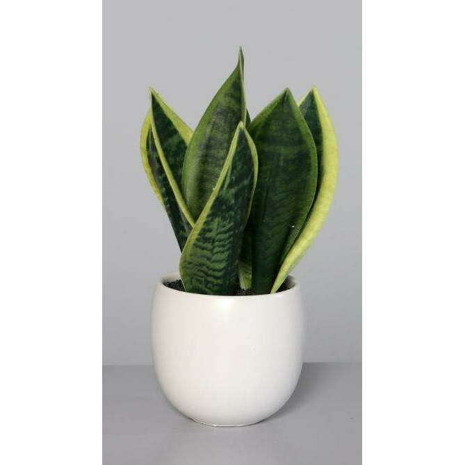 Plante artificielle 3 succulentes pots blancs en céramique - cactus d'intérieur - H.25cm - Q1