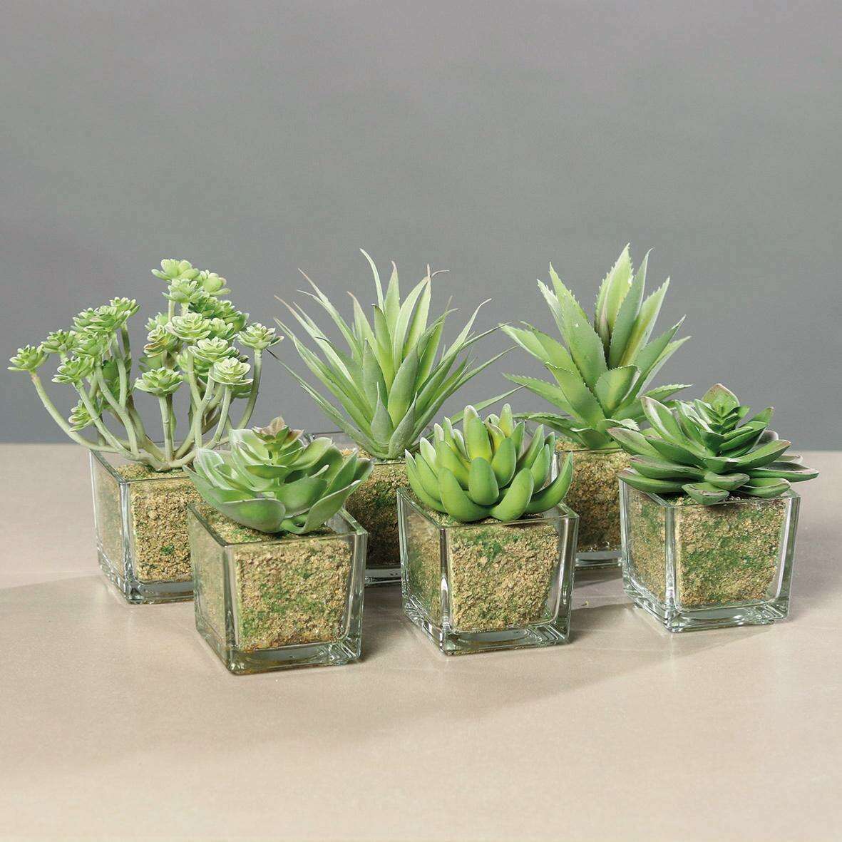 Plante artificielle 6 succulentes avec pots en verre - cactus d'intérieur - H.16cm-Q2