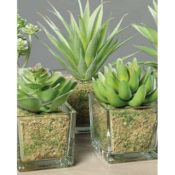 Plante artificielle 6 succulentes avec pots en verre - cactus d'intérieur - H.16cm