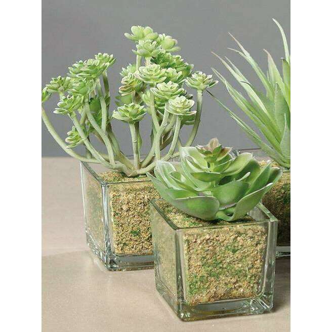 Plante artificielle 6 succulentes avec pots en verre - cactus d'intérieur - H.16cm