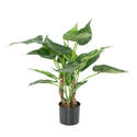 Graines D'Alocasia - Lot De 50 Graines Fraîches Pour Cultiver Des Plantes D'intérieur Tropicales - 8