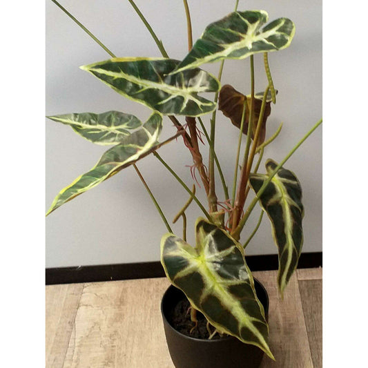 Plante artificielle Alocasia en pot - plante d'intérieur - H.75cm vert foncé