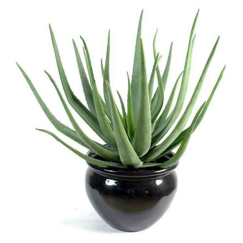 Plante artificielle Aloe vera en pot - cactus pour intérieur extérieur - H.55cm - A