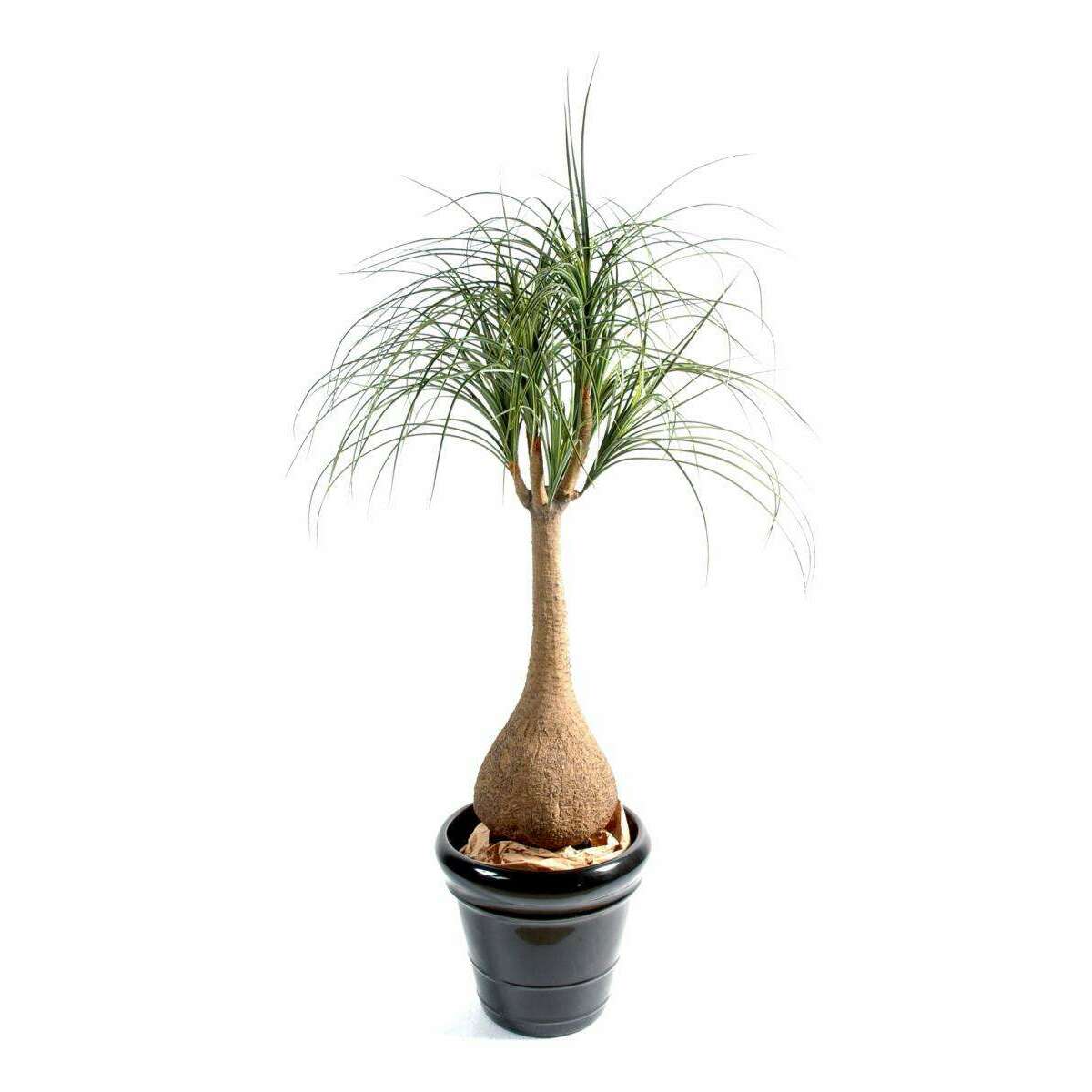 Plante artificielle Beaucarnea Pied d'éléphant - intérieur - H. 125cm SHOW