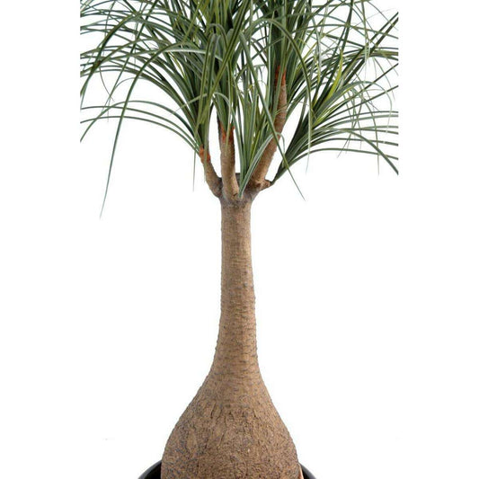 Plante artificielle Beaucarnea Pied d'éléphant - intérieur - H. 125cm