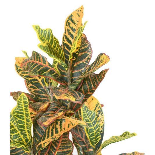 Plante artificielle Croton - arbuste d'intérieur - H.100cm vert rouge jaune