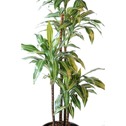 Plante artificielle Dracaena Fragrans 4 tiges - déco d'intérieur - H.145cm