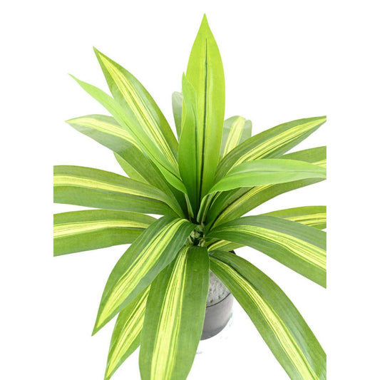 Plante artificielle Dracaena large - décoration d'intérieur - H.55cm panaché