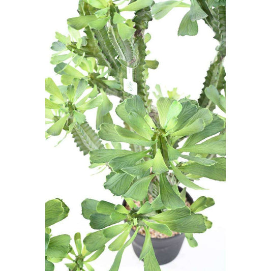 Plante artificielle Euphorbe lactée - Plante pour intérieur - H.110cm vert