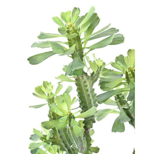 Plante artificielle Euphorbe lactée - Plante pour intérieur - H.65cm vert