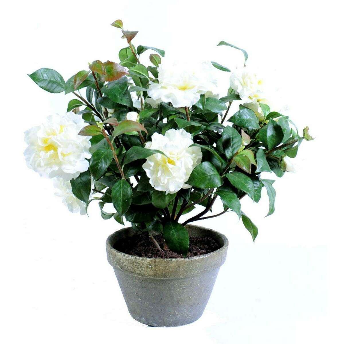 Plante artificielle fleurie Camélia en pot terre - 7 fleurs - H.56cm blanc