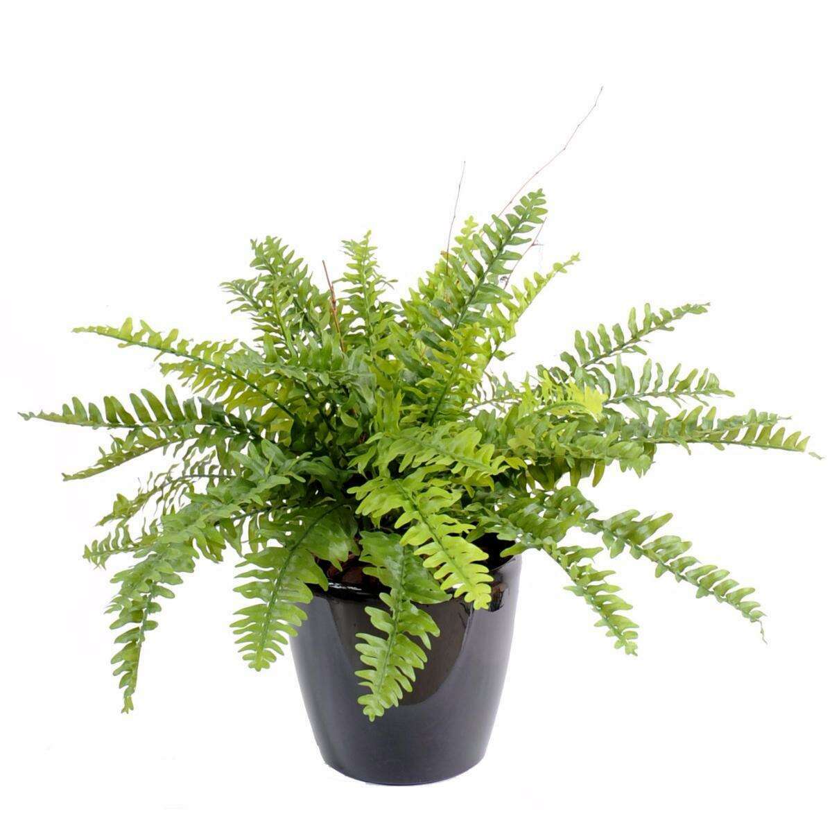 Plante artificielle Fougère Boston en pot - décoration d'intérieur - H.50cm vert F2