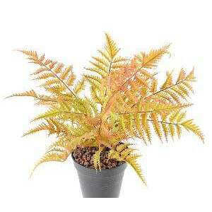 Plante artificielle Fougère plastique en piquet - décoration d'intérieur - H.45cm marron