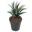 Plante artificielle Furcraea 15 feuilles - cactus artificiel intérieur - H.28 cm vert