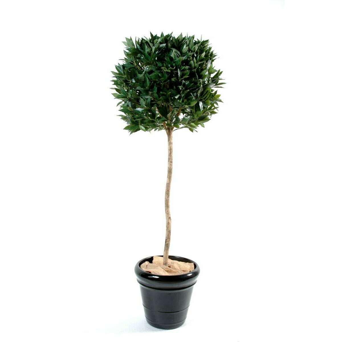 Plante artificielle Laurier boule - décoration d'intérieur - H.150cm