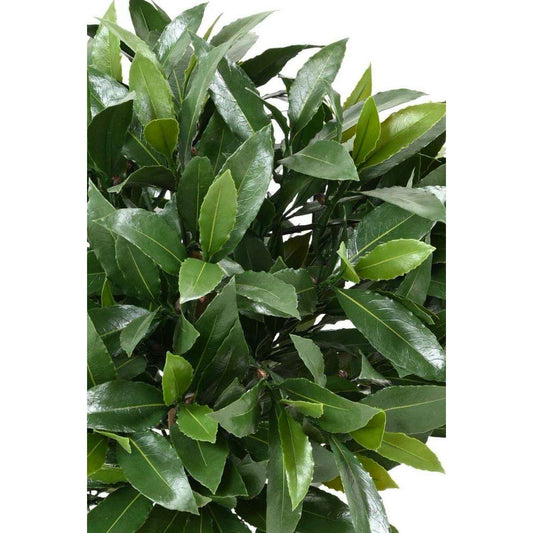 Plante artificielle Laurier boule Nobilis - feuillage UV résistant - H.50cm