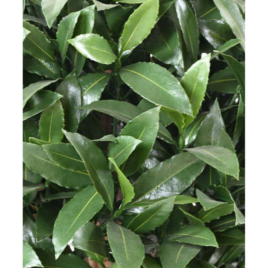 Plante artificielle Laurier boule Nobilis - feuillage UV résistant - H.70cm