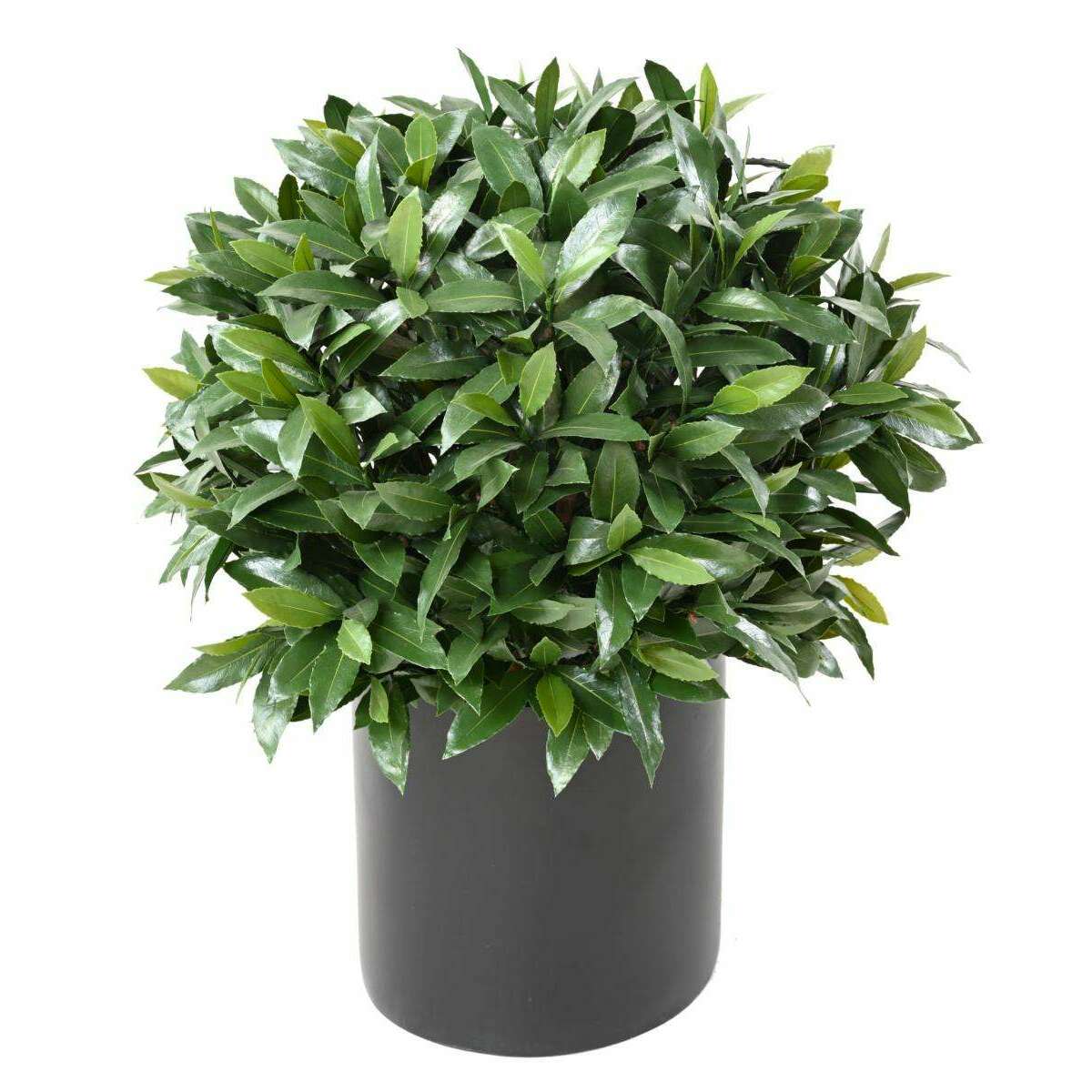 Plante artificielle Laurier boule Nobilis - feuillage UV résistant - H.70cm