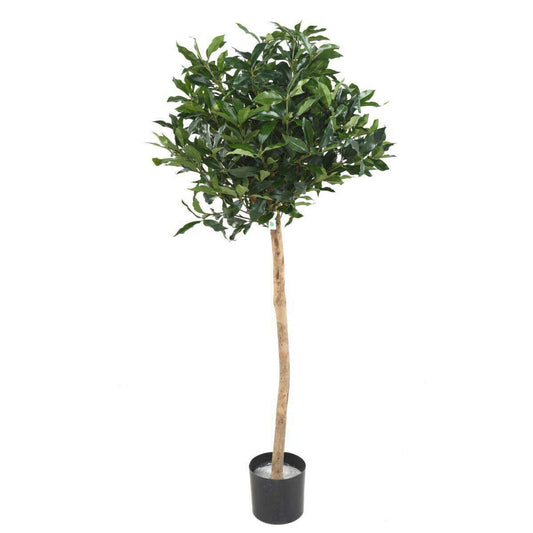 Plante artificielle Laurier Lusitanica tige - plante d'intérieur - H.140cm vert