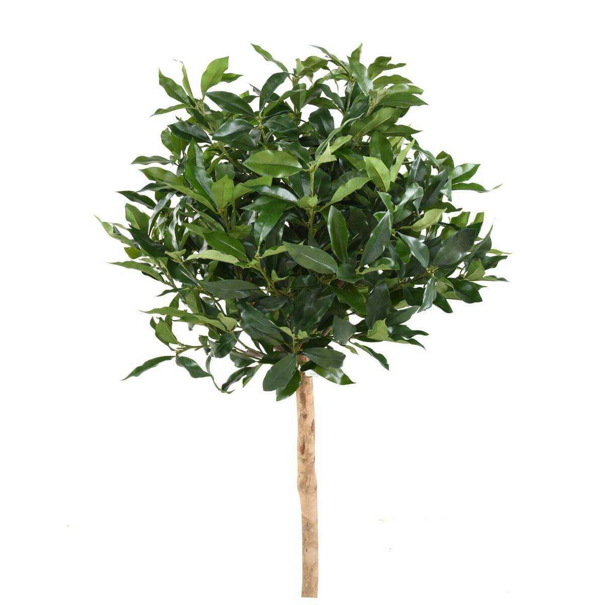 Plante artificielle Laurier Lusitanica tige - plante d'intérieur - H.140cm vert