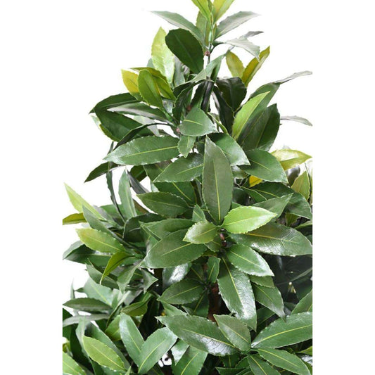 Plante artificielle Laurier Nobilis cône large - feuillage UV résistant - H.130cm