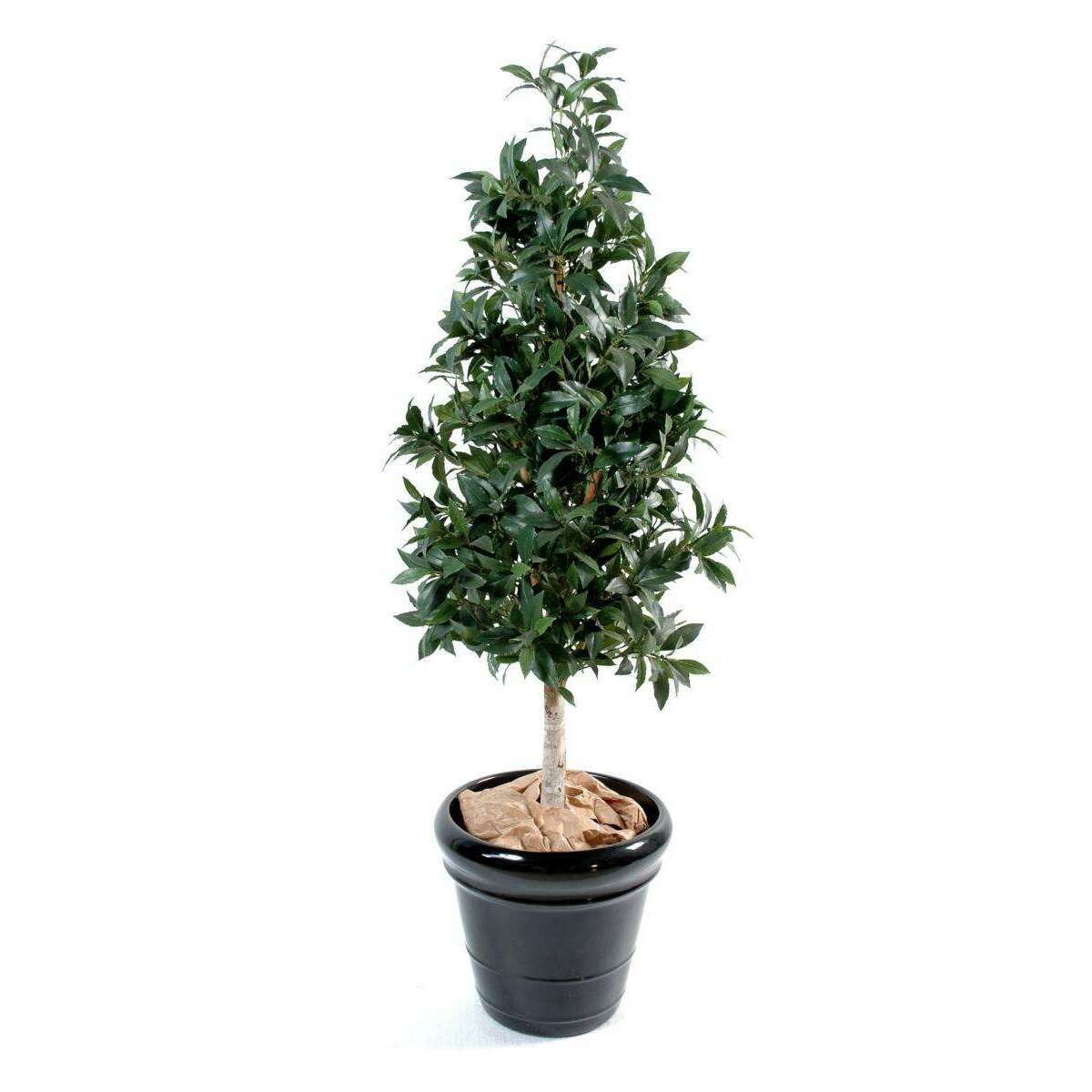 Plante artificielle Laurier pyramide - topiaire artificiel - H.210cm vert