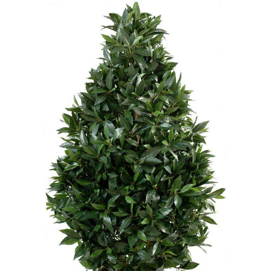 Plante artificielle Laurier topiaire large - plante d'intérieur - H.160cm vert