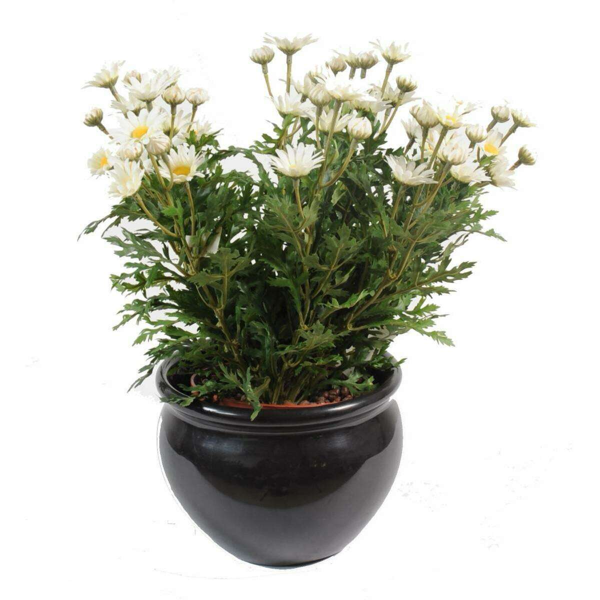Plante artificielle Marguerite Anthemis - plante d'intérieur - H.40cm Blanc K2
