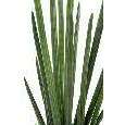 Plante artificielle Sansevieria cylindrica - décoration d'intérieur - H.90 cm