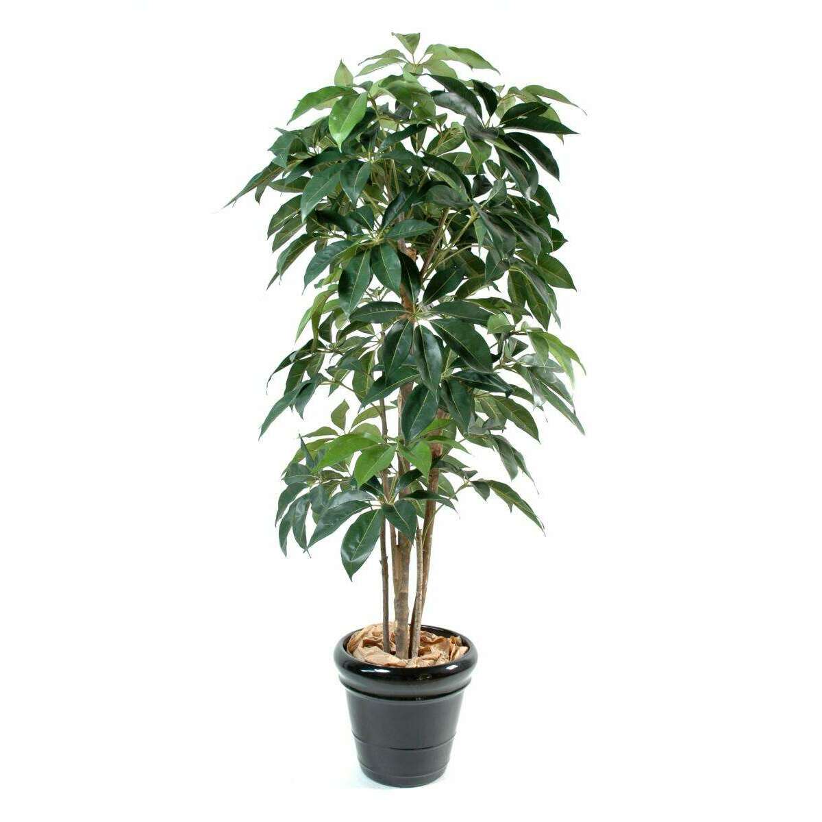 Plante artificielle tropicale Schefflera Amata - intérieur - H.150cm