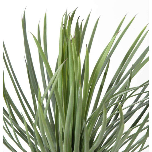 Plante artificielle Yucca Rostrata - intérieur extérieur - H.40cm vert