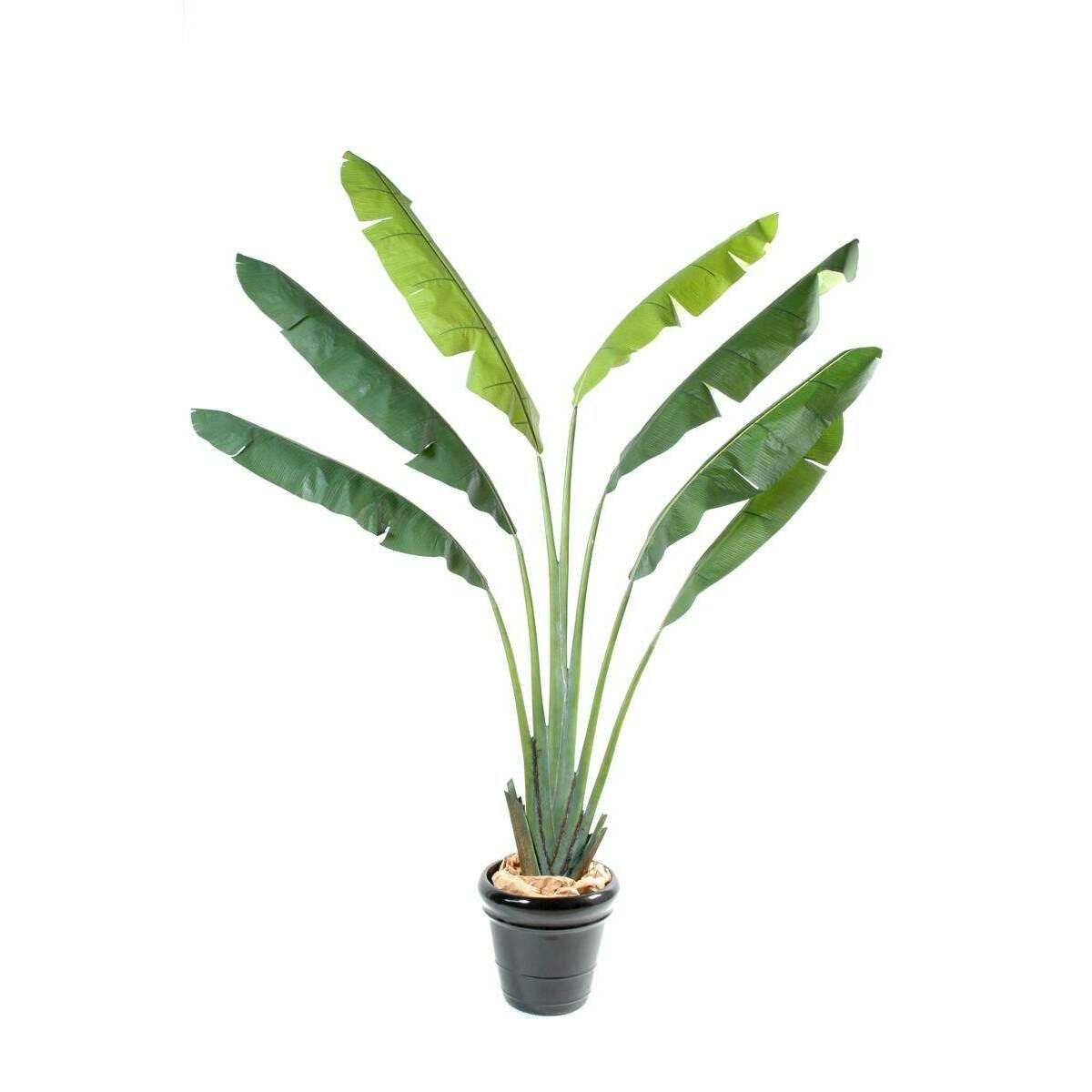 Plante tropicale artificielle Arbre du voyageur - plante intérieur - H.250 cm