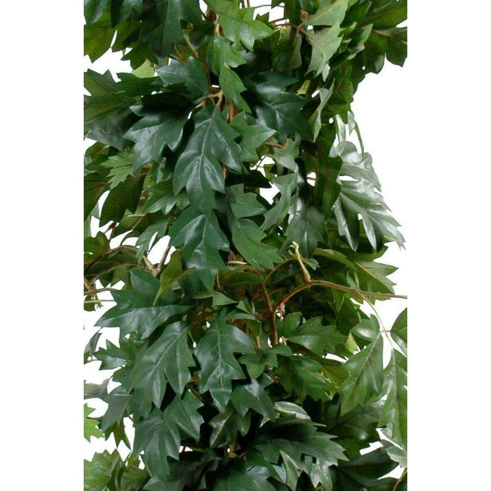 Plante verte artificielle Cissus (Vigne d'appartement) - décoration d'intérieur - H.100cm