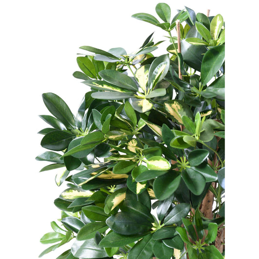 Plante verte artificielle Schefflera - décoration d'intérieur - H.110cm panaché
