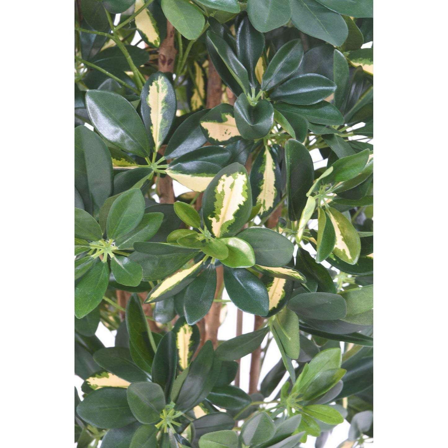 Plante verte artificielle Schefflera - décoration d'intérieur - H.150cm panaché