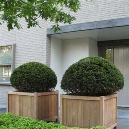 Pot pour fleur bac carré bois exotique Valencia - extérieur jardin - H.60x120cm