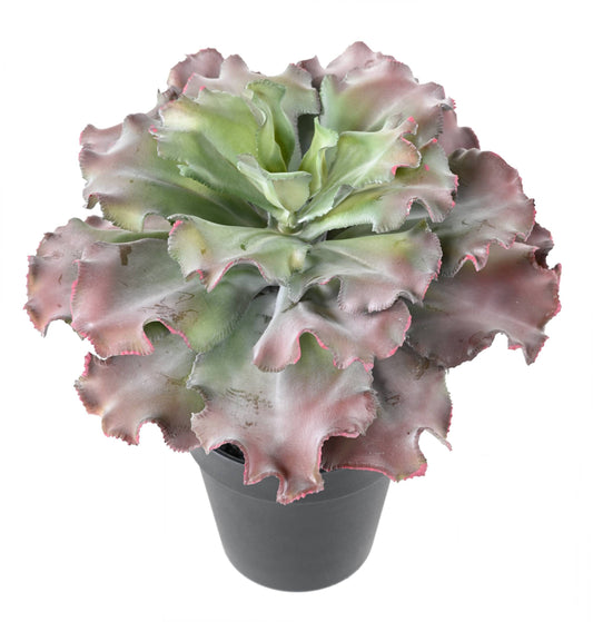 Plante artificielle Succulente adromischus cristatus en pot - intérieur - H.27cm