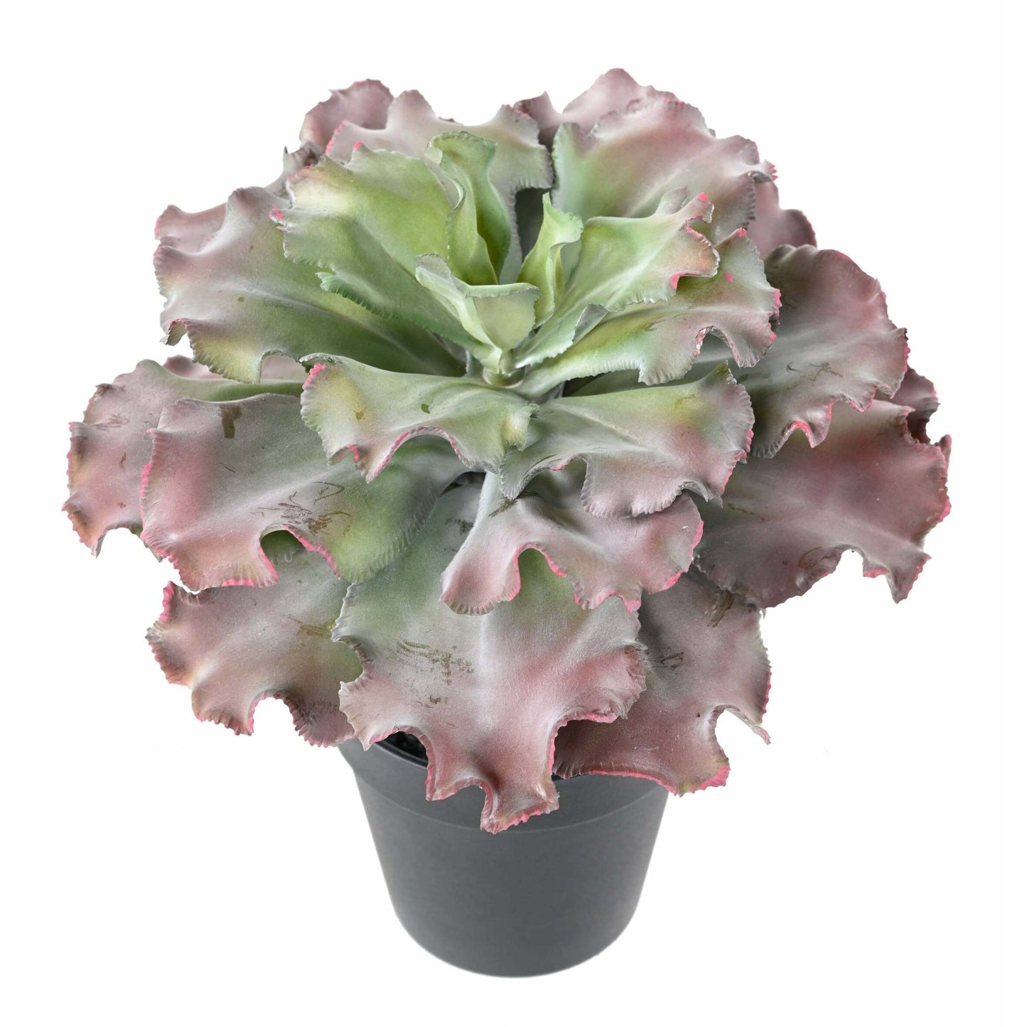 Plante artificielle Succulente adromischus cristatus en pot - intérieur - H.27cm