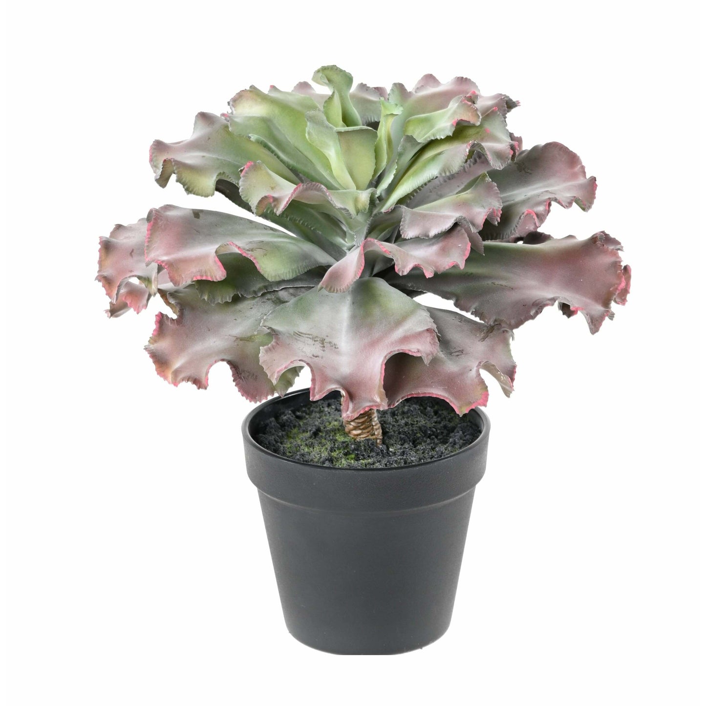 Plante artificielle Succulente adromischus cristatus en pot - intérieur - H.27cm