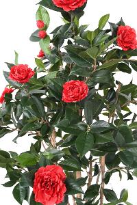 Arbre artificiel Camélia du japon 12 fleurs - intérieur - H.160cm rouge