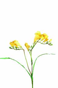 Fleur coupée artificielle Freesia - création de bouquet - H.60 cm jaune